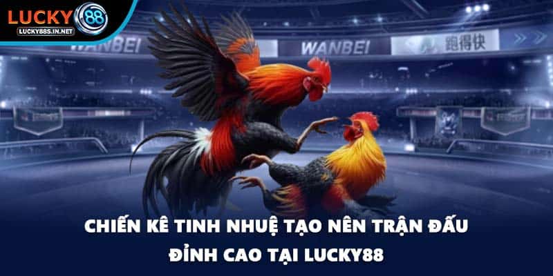 Chiến kê tinh nhuệ tạo nên trận đấu đỉnh cao tại Lucky88