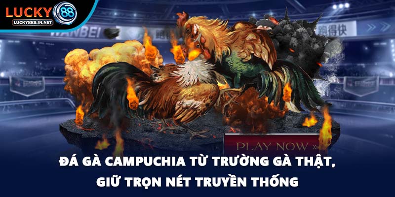 Đá gà Campuchia từ trường gà thật, giữ trọn nét truyền thống
