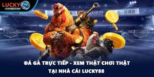 Đá gà trực tiếp - Xem Thật Chơi Thật Tại Nhà Cái Lucky88 