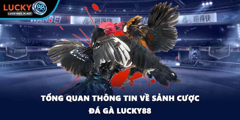 Tổng quan thông tin về sảnh cược đá gà Lucky88